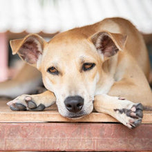 Load image into Gallery viewer, Why Bee!? - Men's/Unisex or Women's TShirt