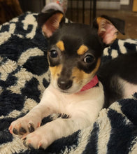 Load image into Gallery viewer, Pride Classic MZAR Logo Men's/Unisex or Women's T-shirt