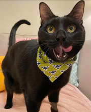 Load image into Gallery viewer, Cats Please - Men's/Unisex or Women's T-shirt