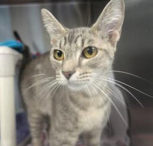 Load image into Gallery viewer, Rescue Rocks Vintage- Cat (with or without heart) Men's Unisex/ Women's T-shirt