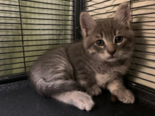 Load image into Gallery viewer, Foster Fail #x Repeat Offender- Women's Tshirt