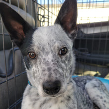 Load image into Gallery viewer, Motley Zoo Classic Logo (Full Color) Men's/Unisex or Women's T-shirt