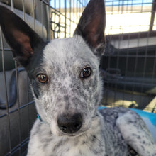 Load image into Gallery viewer, Motley Zoo Classic Logo (Full Color) Men's/Unisex or Women's Tank