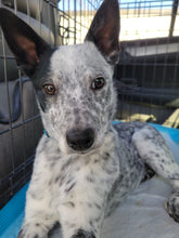 Load image into Gallery viewer, Motley Zoo Classic Logo (Full Color) Men's/Unisex Zip Front Hoodie