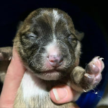 Load image into Gallery viewer, I Love Dogs & Beer Men's/Unisex or Women's T-shirt