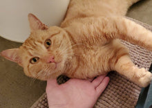 Load image into Gallery viewer, Responds to Correction Men's/Unisex or Women's T-shirt