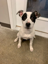 Load image into Gallery viewer, Slender Man! Halloween Series - Men's/ Unisex or Women's T-shirt