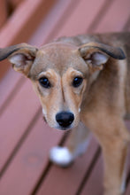 Load image into Gallery viewer, Beagle Lover - Halloween Series Men's/ Unisex or Women's T-shirt