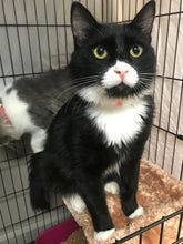 Load image into Gallery viewer, Aero Wings Motley Zoo - Men's / Unisex T-shirt