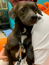 Load image into Gallery viewer, Comes When Called Men's/Unisex or Women's T-shirt