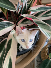 Load image into Gallery viewer, Bad Cat/Naughty Kitty University Honor Roll - Men's / Unisex T-shirt