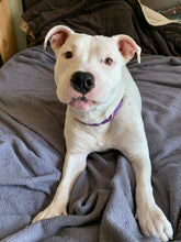 Load image into Gallery viewer, GRRRito - Men's/ Unisex or Women's TShirt