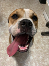 Load image into Gallery viewer, Rescue Rocks Vintage- Paw Print (with or without heart) Men's Unisex/ Women's Tshirt