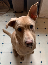 Load image into Gallery viewer, Rescue Mom Men's/Unisex or Women's T-shirt