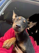 Load image into Gallery viewer, I'm a ROCK! Halloween Series Men's/Unisex or Women's T-shirt