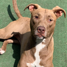 Load image into Gallery viewer, MZ Pale Ale Tap Handle