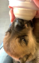 Load image into Gallery viewer, Rescue Rocks Vintage - Small Dog (with or without heart) Men's Unisex/ Women's T-shirt