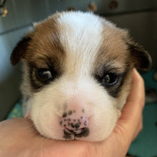 Load image into Gallery viewer, Ace of Spays Men's/Unisex or Women's Tank