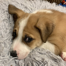 Load image into Gallery viewer, Houndgarden Badmutterfinger Men's/ Unisex Zip Front Hoodie