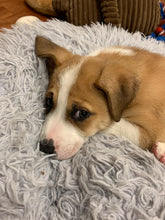 Load image into Gallery viewer, Houndgarden Badmutterfinger Men's/Unisex or Women's T-shirt