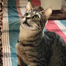 Load image into Gallery viewer, MZ/AR Cat Back in Black - Men's / Unisex T-shirt