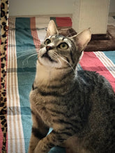 Load image into Gallery viewer, MZ/AR Cat Black In Black - Men's / Unisex Zip Front Hoodie