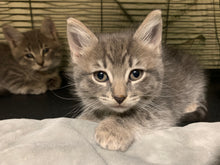 Load image into Gallery viewer, VOTE b*tches Men's/ Unisex and Women's Tshirt