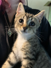 Load image into Gallery viewer, Rescue Rocks Edgy- Men's/Unisex or Women's T-shirt