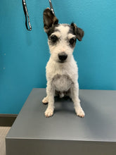 Load image into Gallery viewer, Ziggy Stardog Men's/Unisex Zip Front Hoodie