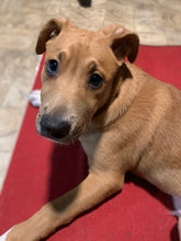 Load image into Gallery viewer, Boo!! I'm A Good Boy GHOST DOG (Halloween Series)- Men's/ Unisex or Women's T-shirt