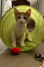 Load image into Gallery viewer, Motley Zoo Classic Logo Men's/Unisex or Women's Tank