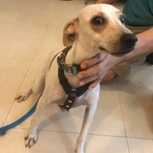 Load image into Gallery viewer, Chews on Shoes Men's/Unisex or Women's T-shirt