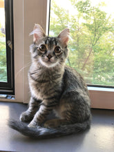 Load image into Gallery viewer, Tattooed, Foul Mouthed and Proud - Men's/ Unisex Tshirt