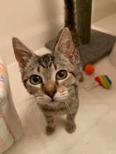 Load image into Gallery viewer, Purrvana Men's/ Unisex Zip Front Hoodie