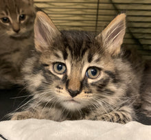 Load image into Gallery viewer, Foster Fail #x Repeat Offender- Men's/ Unisex