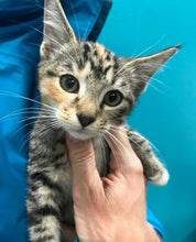 Load image into Gallery viewer, Keep Calm & Rescue On Men's/Unisex or Women's T-shirt