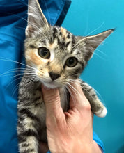 Load image into Gallery viewer, Keep Calm & Rescue On Men's/Unisex Zip Front Hoodie