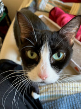 Load image into Gallery viewer, Motley Zoo Gaiter Face Mask 2.0 - Reversible Dog & Cat Faces!