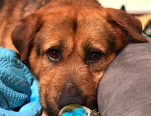 Load image into Gallery viewer, Bone Halen - Men's / Unisex Zip Front Hoodie