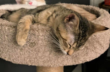 Load image into Gallery viewer, Tat Dog or Cat - Men's/ Unisex Zip Front Hoodie