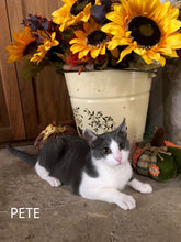 Load image into Gallery viewer, I'm a STAR Holiday Theme- Men's/Unisex or Women's Tshirt