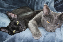 Load image into Gallery viewer, Tattooed, Foul Mouthed and Proud- Women's Tshirt