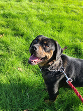 Load image into Gallery viewer, Bunnies Are Not Gifts - Men's/ Unisex or Women's Tshirt