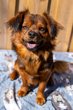 Load image into Gallery viewer, My Dog/Cat is my Valentine - Men's/Unisex T-shirt