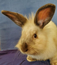 Load image into Gallery viewer, This Is Fine-Easter Edition Men's/Unisex or Women's T-shirt