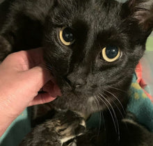 Load image into Gallery viewer, Kitty Stardust Men's/Unisex Zip Front Hoodie