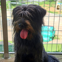 Load image into Gallery viewer, Shinedawg Men's/Unisex or Women's T-shirt