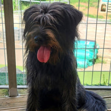 Load image into Gallery viewer, Shinemeown Men's/Unisex or Women's T-shirt