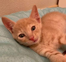 Load image into Gallery viewer, Claws 'N' Roses Men's/ Unisex Zip Front Hoodie