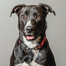 Load image into Gallery viewer, Motley Zoo's rescue animal, Tulip O'Hare